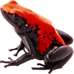 Splashback Red Frog